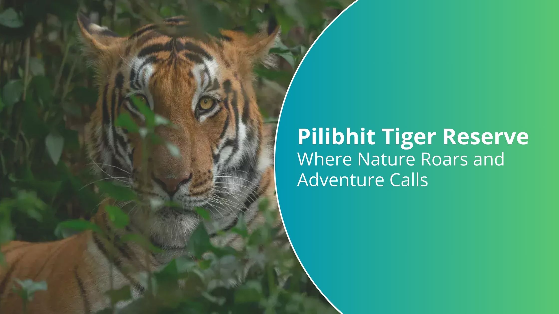 Pilibhit Tiger Reserve: Where Nature Roars and Adventure Calls