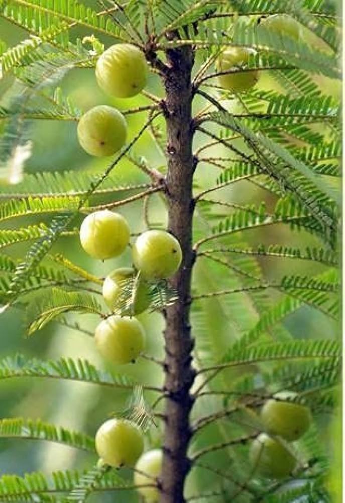 Amla – Nature’s Treasure for Health and Wellness